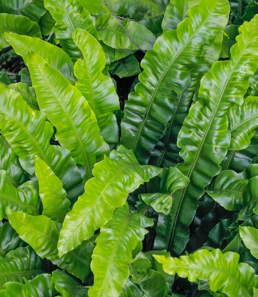 Asplenium scolopendrium